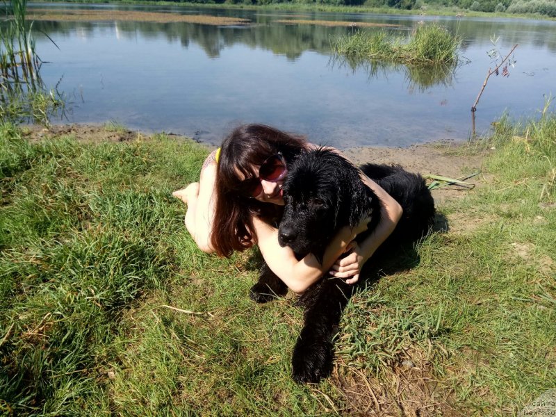 Фото: ньюфаундленд Prekrasnaya Patti (Прекрасная Патти), Mariya Ermachkova (Мария Ермачкова)