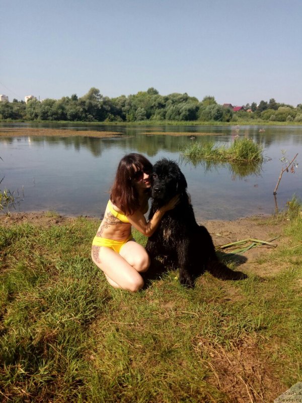 Фото: ньюфаундленд Prekrasnaya Patti (Прекрасная Патти), Mariya Ermachkova (Мария Ермачкова)