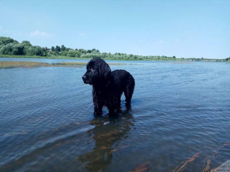 Фото: ньюфаундленд Prekrasnaya Patti (Прекрасная Патти)