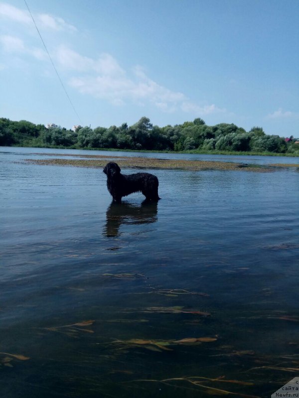 Фото: ньюфаундленд Prekrasnaya Patti (Прекрасная Патти)