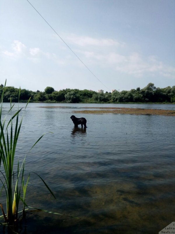 Фото: ньюфаундленд Prekrasnaya Patti (Прекрасная Патти)