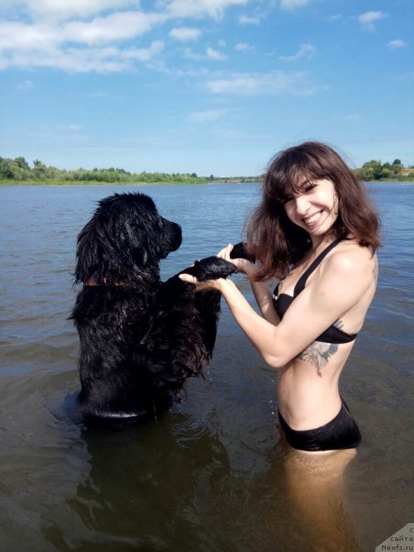 Фото: ньюфаундленд Prekrasnaya Patti (Прекрасная Патти), Mariya Ermachkova (Мария Ермачкова)