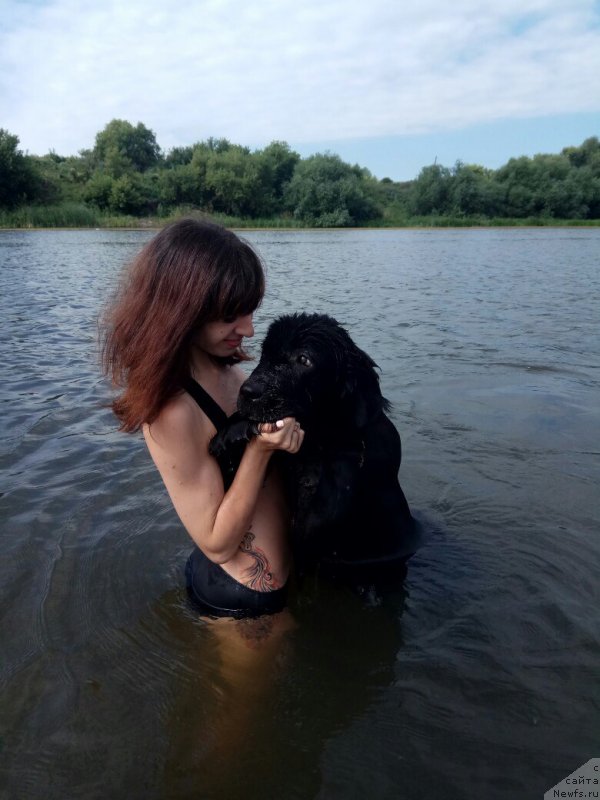 Фото: ньюфаундленд Prekrasnaya Patti (Прекрасная Патти), Mariya Ermachkova (Мария Ермачкова)