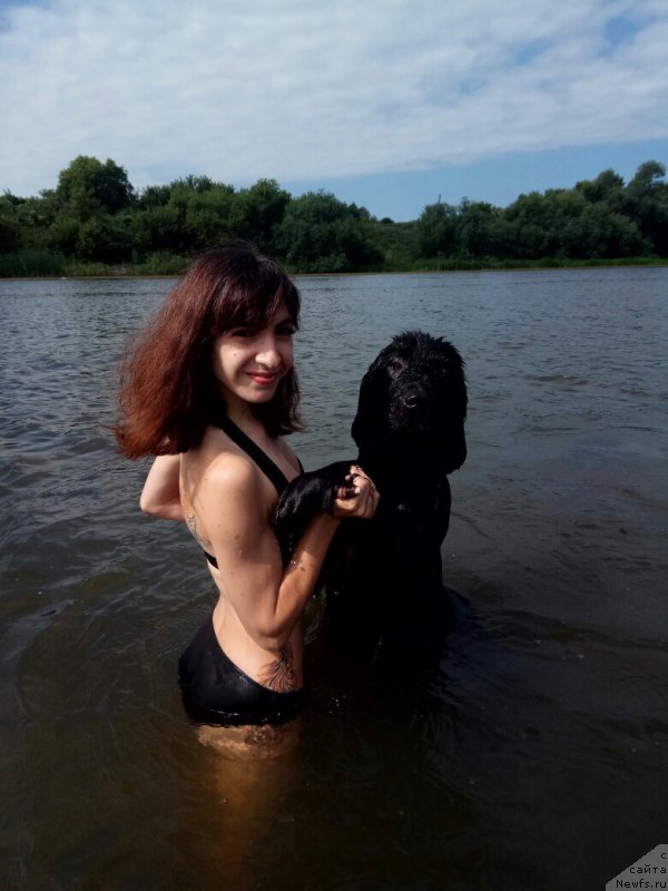 Фото: ньюфаундленд Prekrasnaya Patti (Прекрасная Патти), Mariya Ermachkova (Мария Ермачкова)