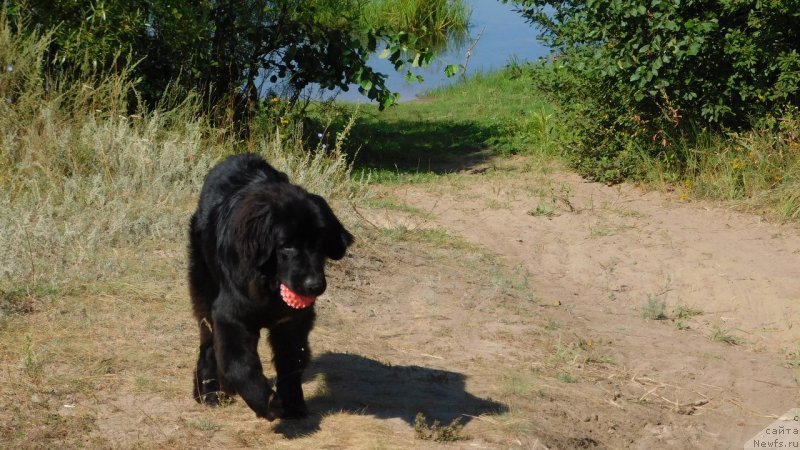 Фото: ньюфаундленд Prekrasnaya Patti (Прекрасная Патти)
