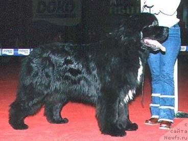 Фото: ньюфаундленд Touchlight Black Fidget (Точлайт Блэк Фиджит)