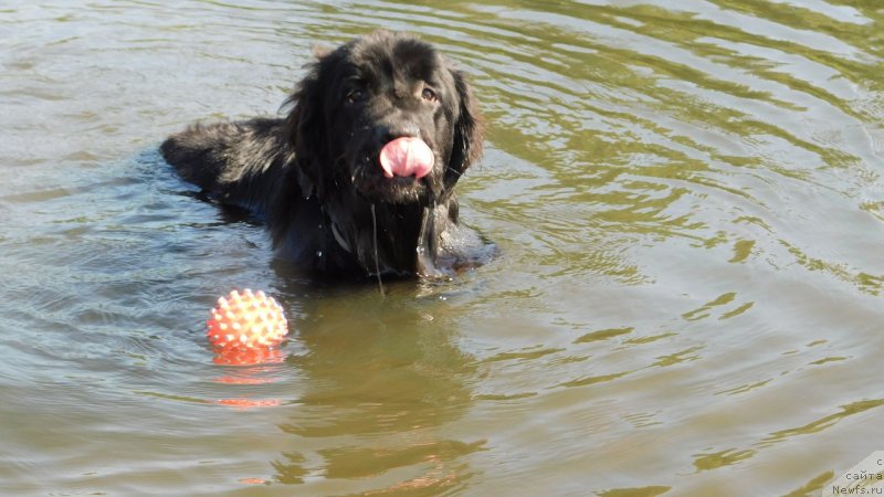 Фото: ньюфаундленд Prekrasnaya Patti (Прекрасная Патти)