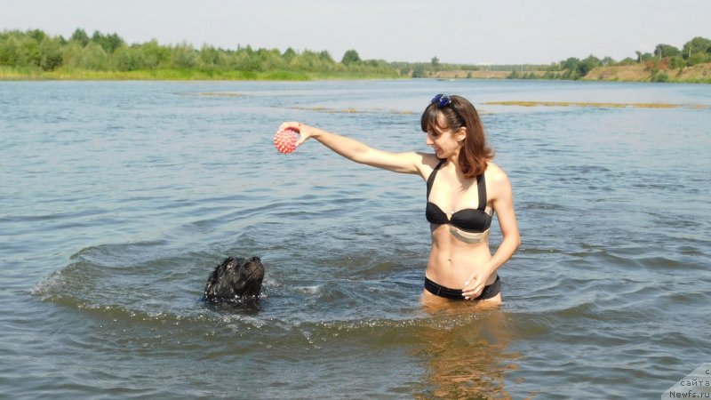 Фото: ньюфаундленд Prekrasnaya Patti (Прекрасная Патти), Mariya Ermachkova (Мария Ермачкова)