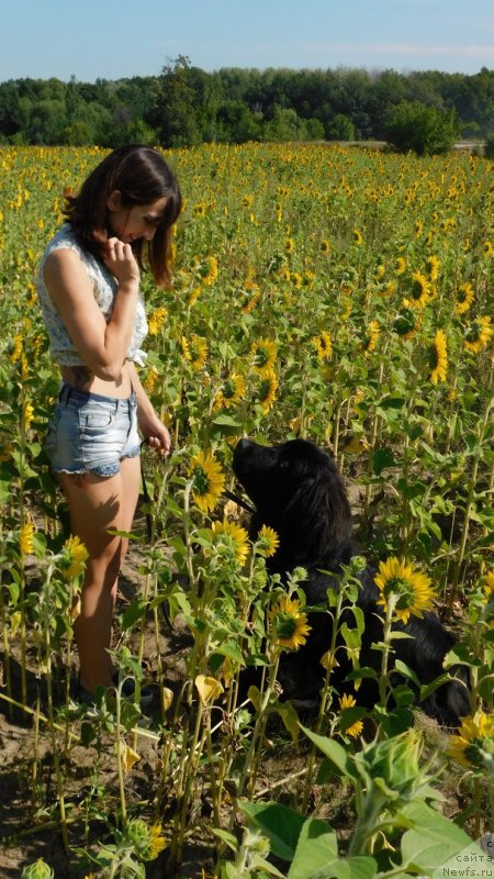 Фото: ньюфаундленд Prekrasnaya Patti (Прекрасная Патти), Mariya Ermachkova (Мария Ермачкова)