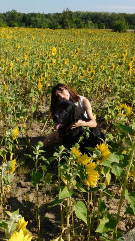 Фото: ньюфаундленд Prekrasnaya Patti (Прекрасная Патти), Mariya Ermachkova (Мария Ермачкова)