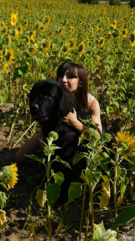 Фото: ньюфаундленд Prekrasnaya Patti (Прекрасная Патти), Mariya Ermachkova (Мария Ермачкова)