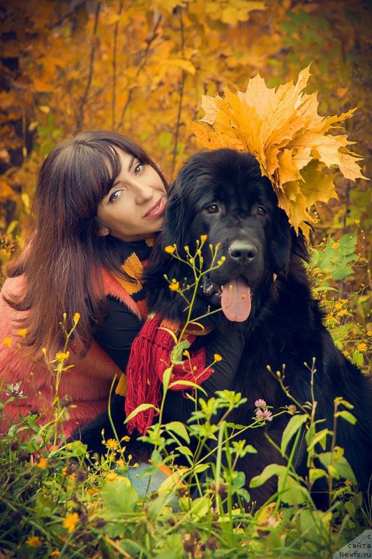 Фото: ньюфаундленд Prekrasnaya Patti (Прекрасная Патти), Mariya Ermachkova (Мария Ермачкова)