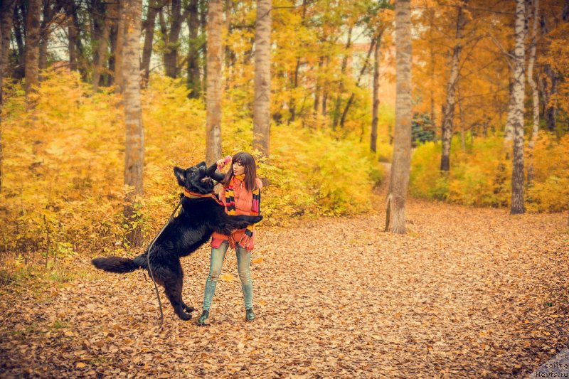 Фото: ньюфаундленд Prekrasnaya Patti (Прекрасная Патти), Mariya Ermachkova (Мария Ермачкова)
