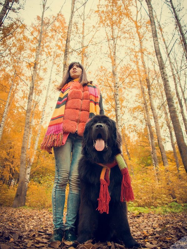 Фото: ньюфаундленд Prekrasnaya Patti (Прекрасная Патти), Mariya Ermachkova (Мария Ермачкова)