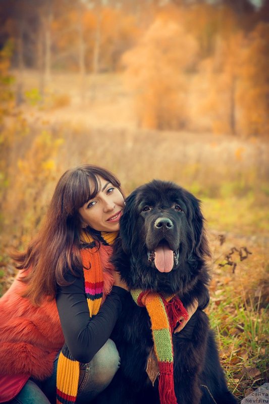 Фото: ньюфаундленд Prekrasnaya Patti (Прекрасная Патти), Mariya Ermachkova (Мария Ермачкова)