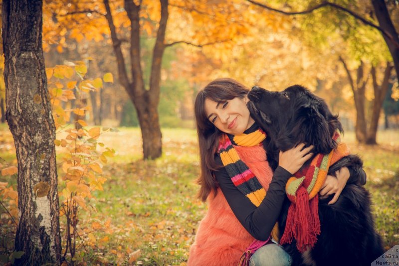 Фото: ньюфаундленд Prekrasnaya Patti (Прекрасная Патти), Mariya Ermachkova (Мария Ермачкова)