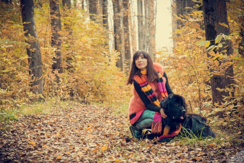 Фото: ньюфаундленд Prekrasnaya Patti (Прекрасная Патти), Mariya Ermachkova (Мария Ермачкова)