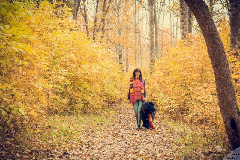 Фото: ньюфаундленд Prekrasnaya Patti (Прекрасная Патти), Mariya Ermachkova (Мария Ермачкова)