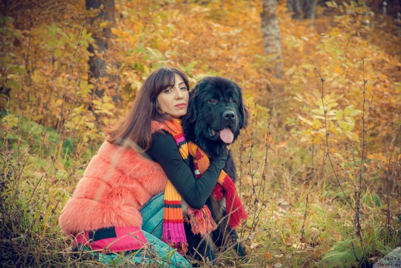 Фото: ньюфаундленд Prekrasnaya Patti (Прекрасная Патти), Mariya Ermachkova (Мария Ермачкова)