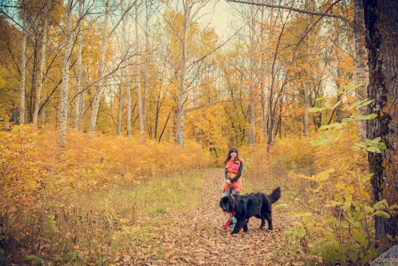 Фото: ньюфаундленд Prekrasnaya Patti (Прекрасная Патти), Mariya Ermachkova (Мария Ермачкова)