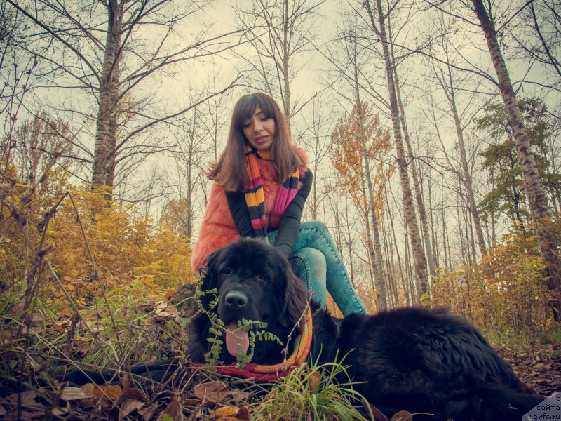 Фото: ньюфаундленд Prekrasnaya Patti (Прекрасная Патти), Mariya Ermachkova (Мария Ермачкова)