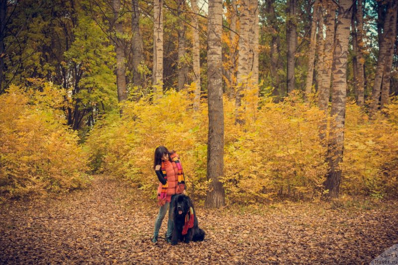 Фото: ньюфаундленд Prekrasnaya Patti (Прекрасная Патти), Mariya Ermachkova (Мария Ермачкова)