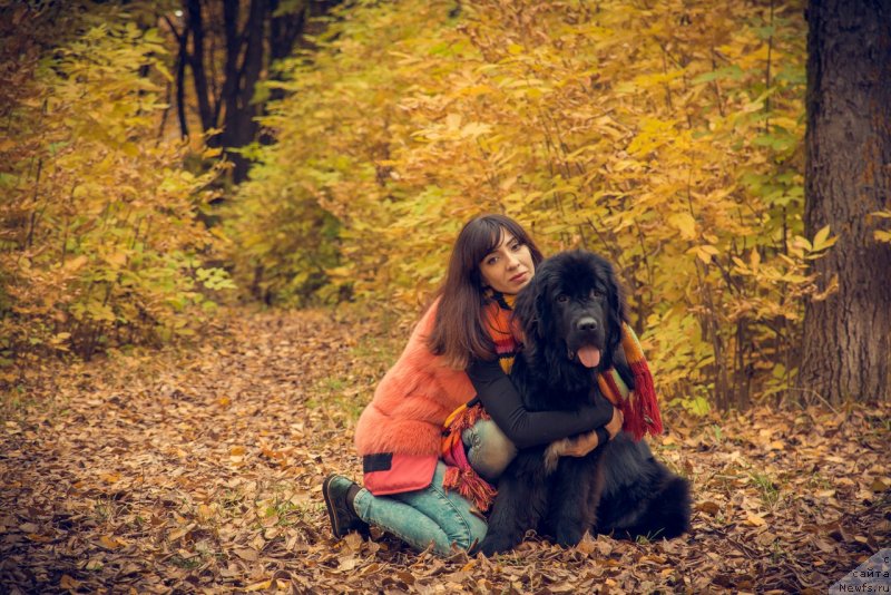 Фото: ньюфаундленд Prekrasnaya Patti (Прекрасная Патти), Mariya Ermachkova (Мария Ермачкова)