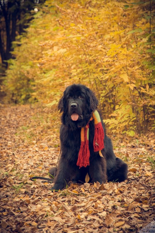 Фото: ньюфаундленд Prekrasnaya Patti (Прекрасная Патти)