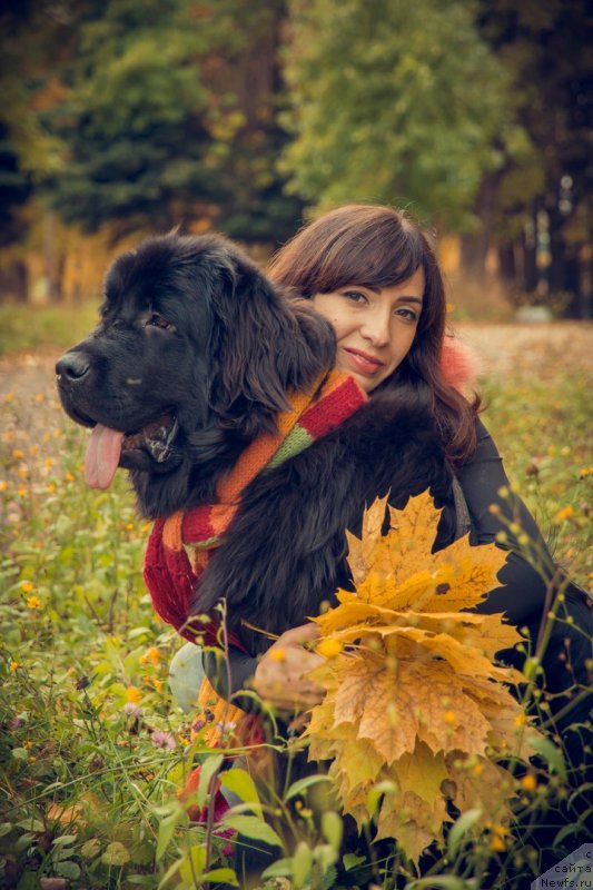 Фото: ньюфаундленд Prekrasnaya Patti (Прекрасная Патти), Mariya Ermachkova (Мария Ермачкова)