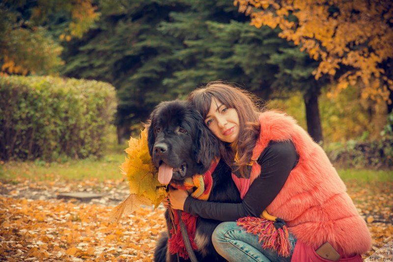 Фото: ньюфаундленд Prekrasnaya Patti (Прекрасная Патти), Mariya Ermachkova (Мария Ермачкова)