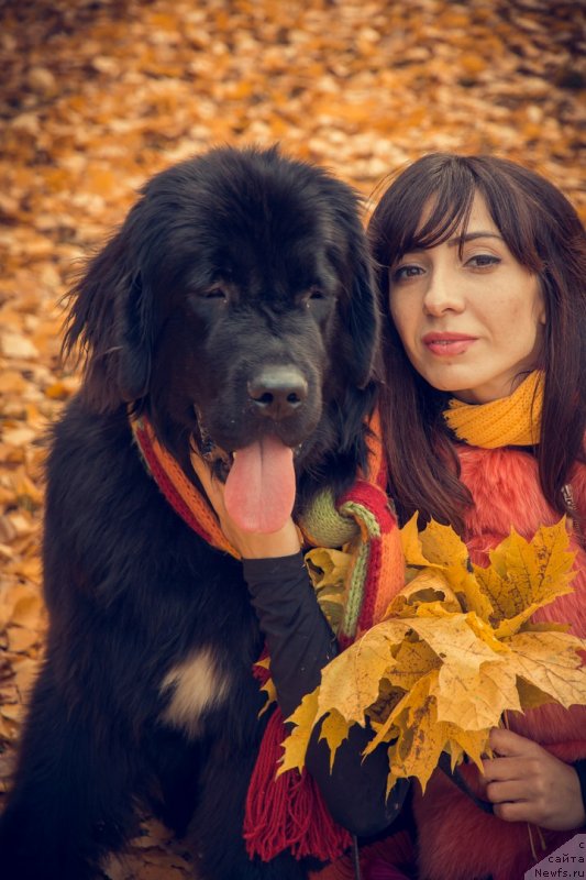 Фото: ньюфаундленд Prekrasnaya Patti (Прекрасная Патти), Mariya Ermachkova (Мария Ермачкова)