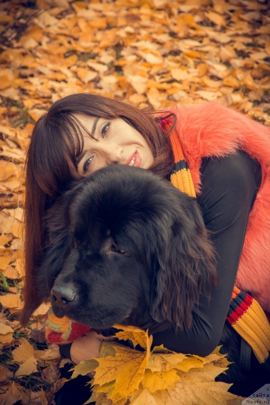 Фото: ньюфаундленд Prekrasnaya Patti (Прекрасная Патти), Mariya Ermachkova (Мария Ермачкова)