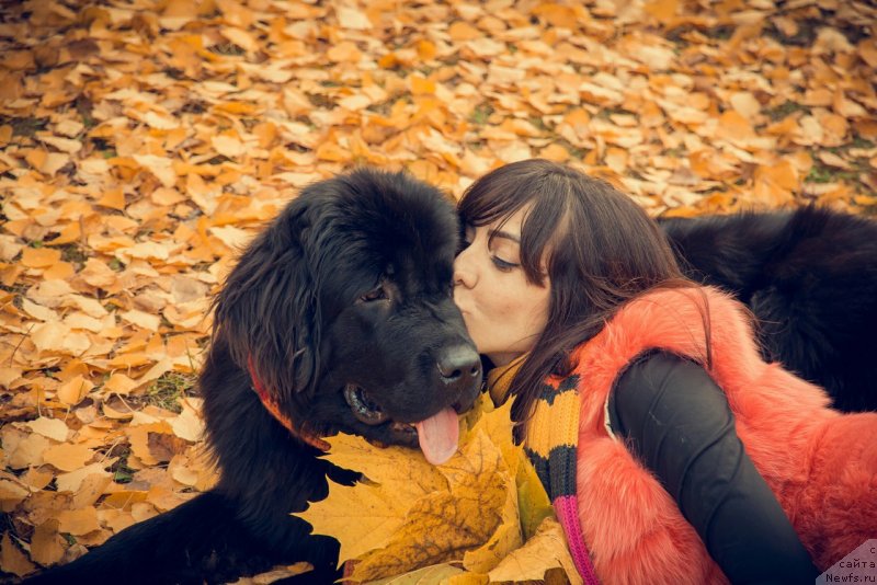 Фото: ньюфаундленд Prekrasnaya Patti (Прекрасная Патти), Mariya Ermachkova (Мария Ермачкова)