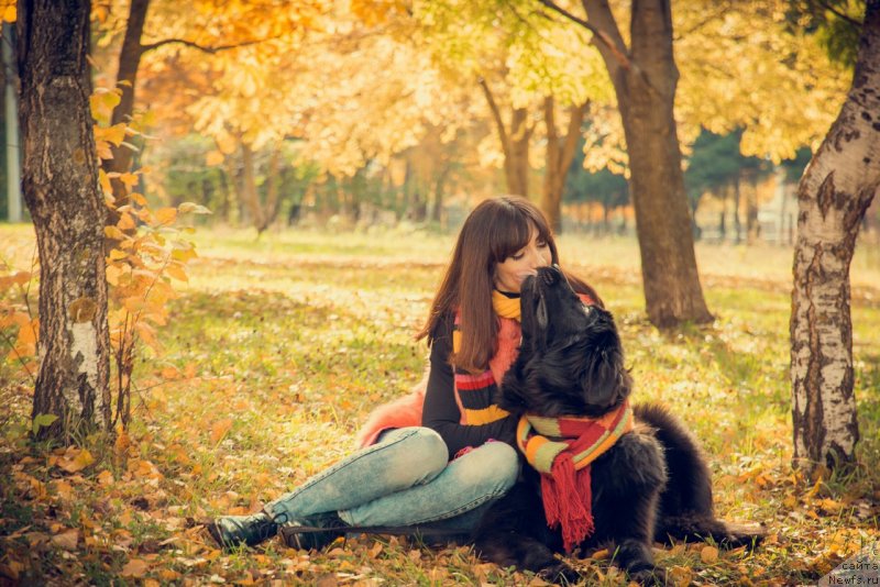 Фото: ньюфаундленд Prekrasnaya Patti (Прекрасная Патти), Mariya Ermachkova (Мария Ермачкова)