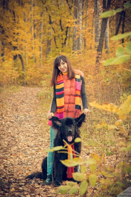 Фото: ньюфаундленд Prekrasnaya Patti (Прекрасная Патти), Mariya Ermachkova (Мария Ермачкова)