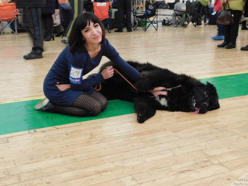 Фото: ньюфаундленд Prekrasnaya Patti (Прекрасная Патти), Mariya Ermachkova (Мария Ермачкова)