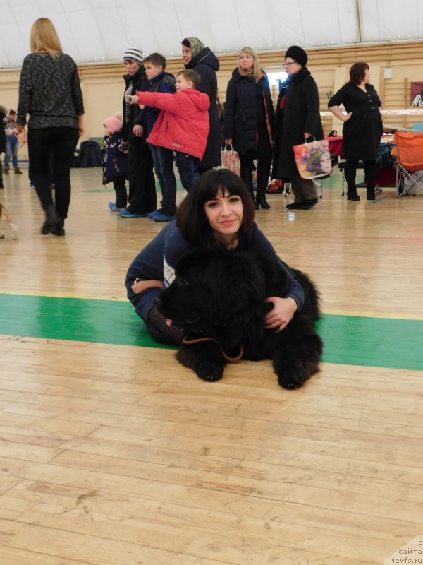 Фото: ньюфаундленд Prekrasnaya Patti (Прекрасная Патти), Mariya Ermachkova (Мария Ермачкова)