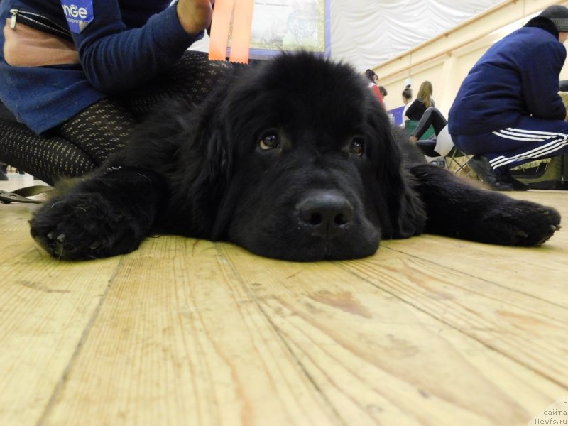 Фото: ньюфаундленд Prekrasnaya Patti (Прекрасная Патти), Mariya Ermachkova (Мария Ермачкова)