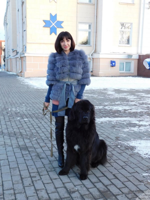 Фото: ньюфаундленд Prekrasnaya Patti (Прекрасная Патти), Mariya Ermachkova (Мария Ермачкова)
