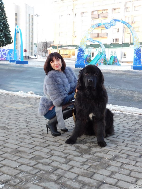 Фото: ньюфаундленд Prekrasnaya Patti (Прекрасная Патти), Mariya Ermachkova (Мария Ермачкова)