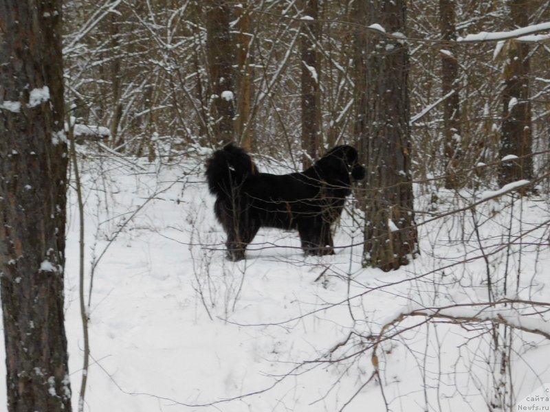Фото: ньюфаундленд Prekrasnaya Patti (Прекрасная Патти)