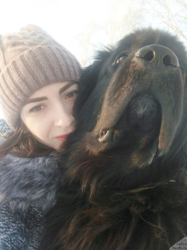 Фото: ньюфаундленд Prekrasnaya Patti (Прекрасная Патти), Mariya Ermachkova (Мария Ермачкова)