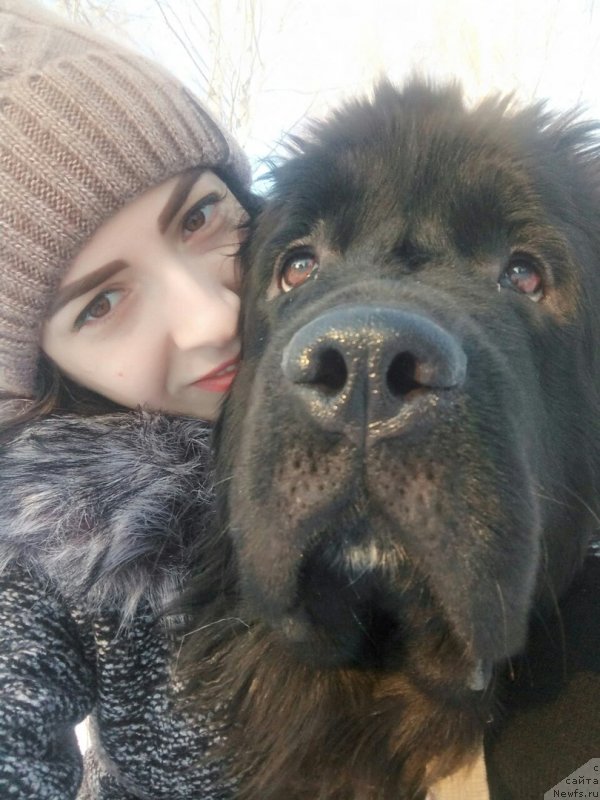 Фото: ньюфаундленд Prekrasnaya Patti (Прекрасная Патти), Mariya Ermachkova (Мария Ермачкова)