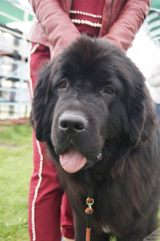 Фото: ньюфаундленд Prekrasnaya Patti (Прекрасная Патти)