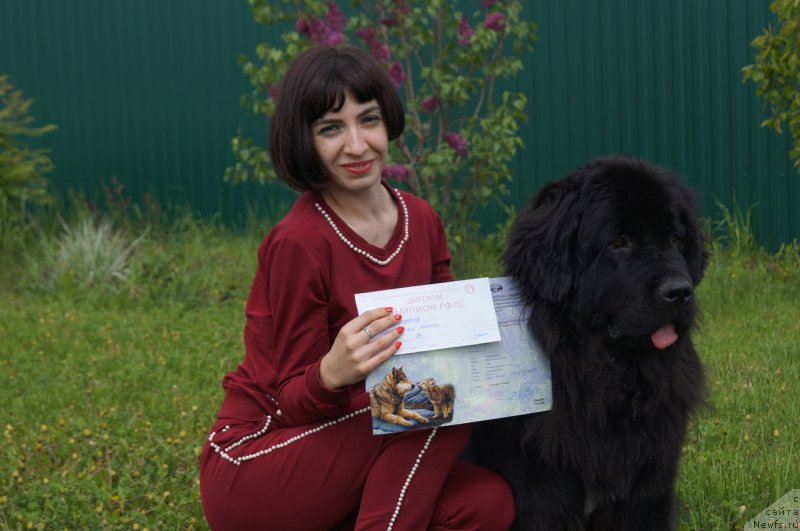 Фото: ньюфаундленд Prekrasnaya Patti (Прекрасная Патти), Mariya Ermachkova (Мария Ермачкова)