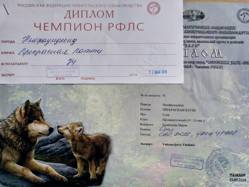 Фото: ньюфаундленд Prekrasnaya Patti (Прекрасная Патти), Mariya Ermachkova (Мария Ермачкова)