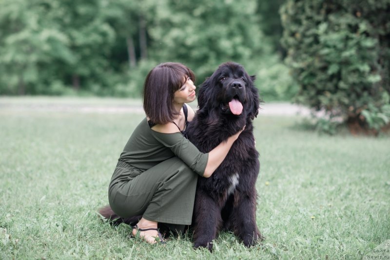 Фото: ньюфаундленд Prekrasnaya Patti (Прекрасная Патти), Mariya Ermachkova (Мария Ермачкова)