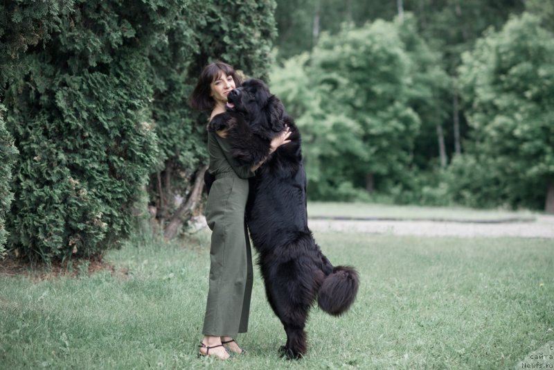 Фото: ньюфаундленд Prekrasnaya Patti (Прекрасная Патти), Mariya Ermachkova (Мария Ермачкова)