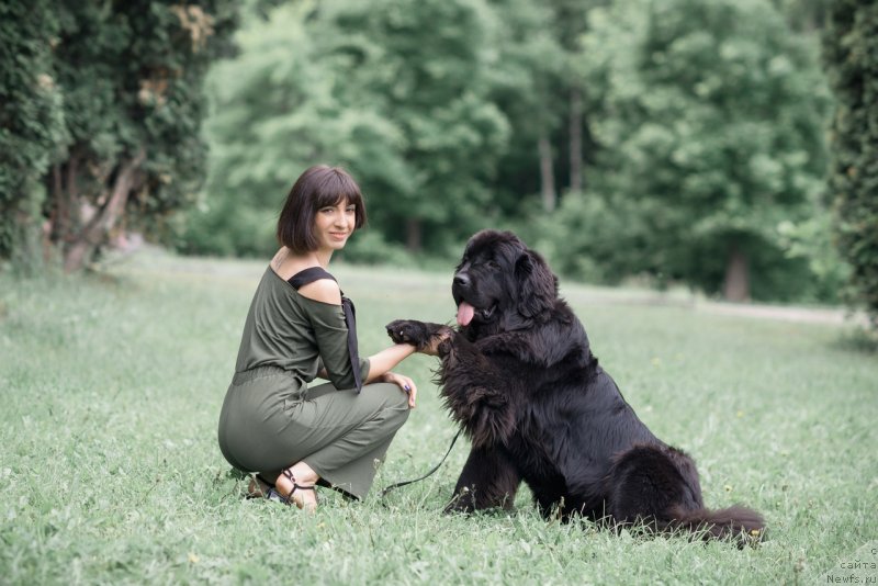 Фото: ньюфаундленд Prekrasnaya Patti (Прекрасная Патти), Mariya Ermachkova (Мария Ермачкова)