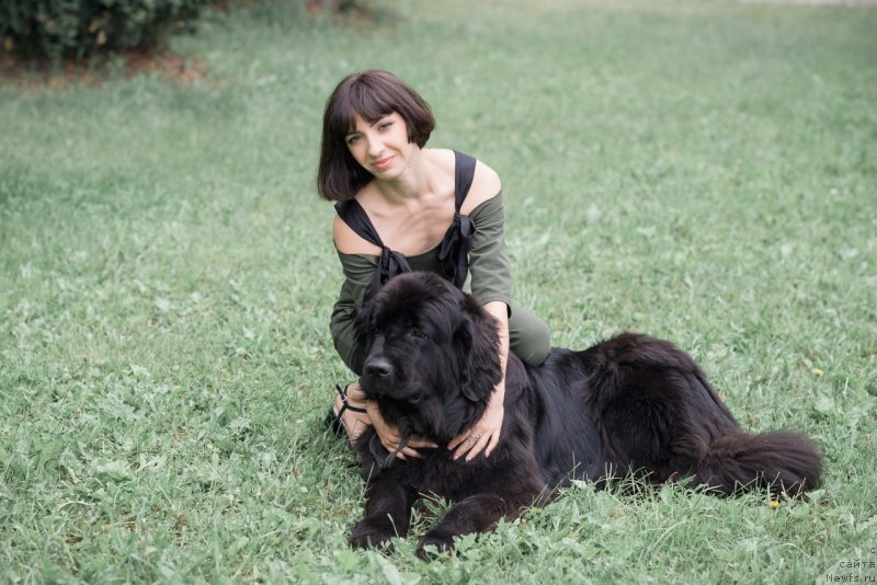 Фото: ньюфаундленд Prekrasnaya Patti (Прекрасная Патти), Mariya Ermachkova (Мария Ермачкова)